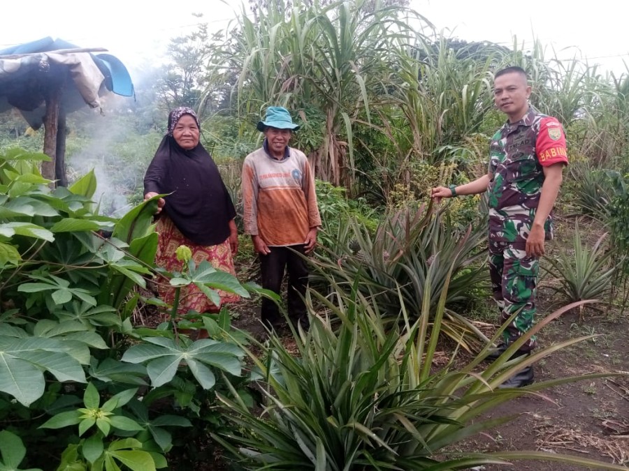 Babinsa Sapa Petani, Mendengar Keluhan Petani Serda Aferi Yansah Berikan Solusi dan Saran
