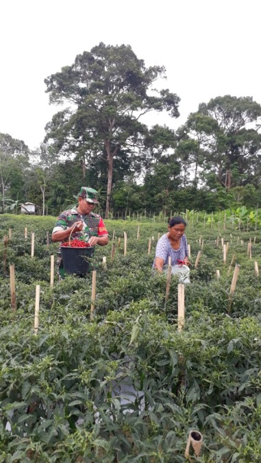 Babinsa Koramil 406-01/Rawas ulu Wujud kebersamaan dengan warga desa binaan Babinsa bantu petani panen cabe.