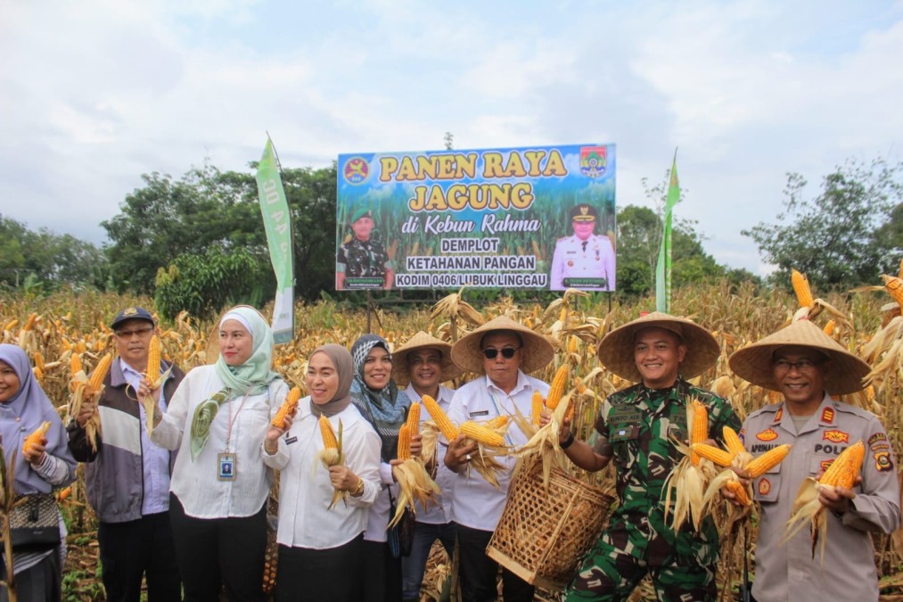Demplot Ketahanan Pangan Kodim 0406/Lubuk Linggau Hari Ini Panen Raya Jagung