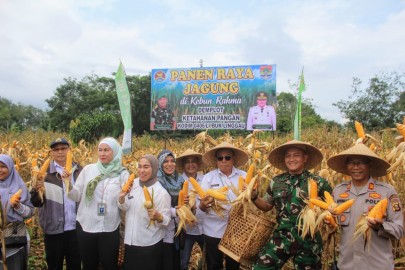Demplot Ketahanan Pangan Kodim 0406/Lubuk Linggau Hari Ini Panen Raya Jagung