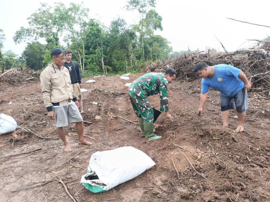 Babinsa Koramil 406-06/Tugumulyo Bantu Warga Buka lahan Pertanian