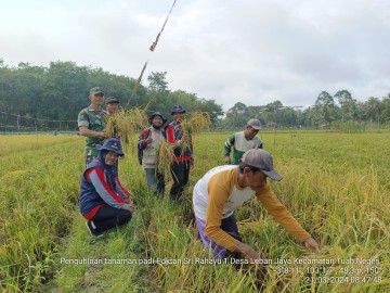 Babinsa Kodim 0406/Lubuk Linggau Melaksanakan Pengubinan Padi Sawah Bersama BPP dan PPL