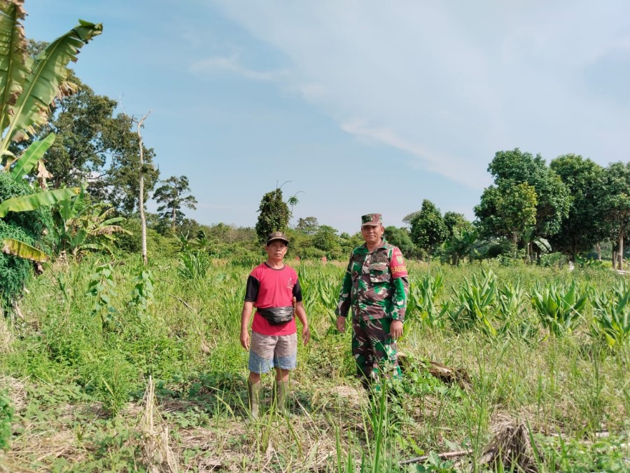 Dampingi Petani Babinsa Koramil 046-01/rawas ulu Dalam Pompanisasi Bercocok Tanam