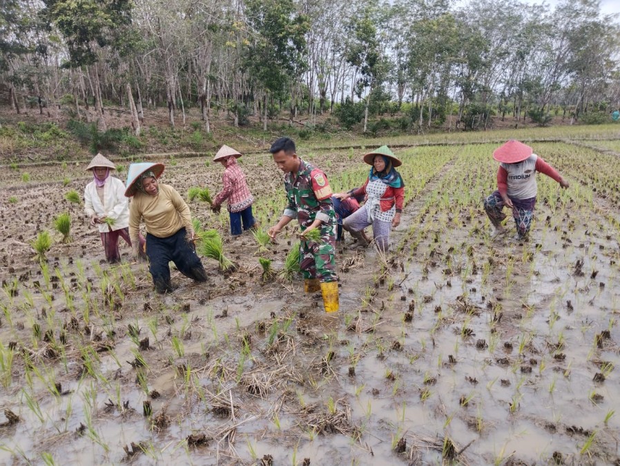 Sukseskan Ketahanan Pangan Nasional Serda Arian Arizal Bantu Proses Penanaman Padi