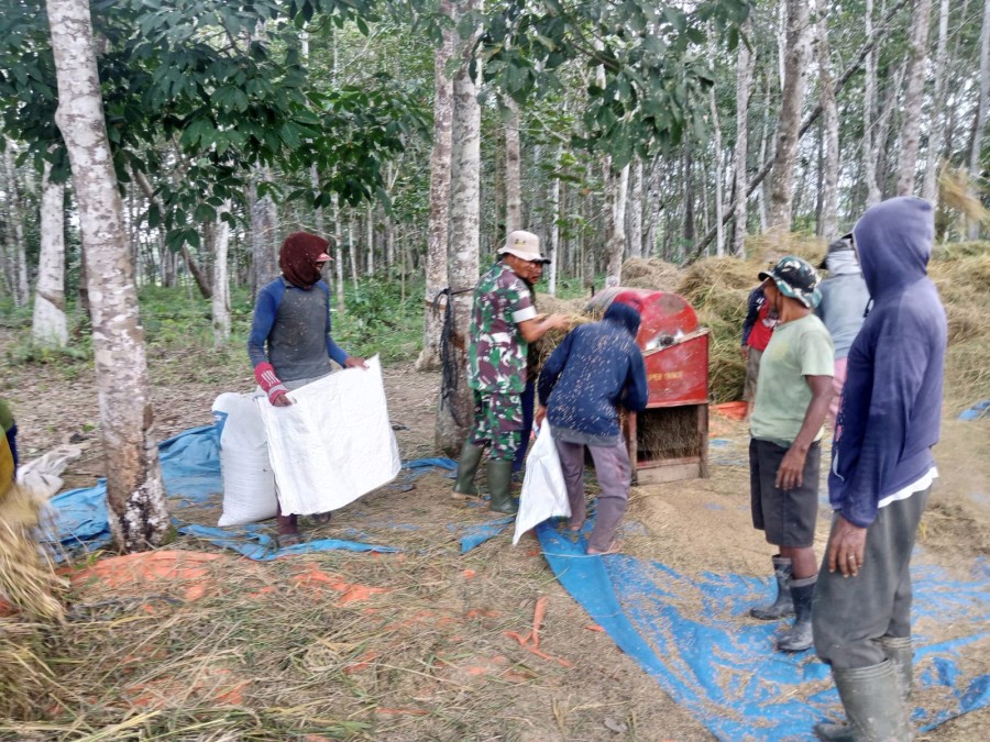 Serma Zulkarnain Bantu Petani Padi Panen Perdana