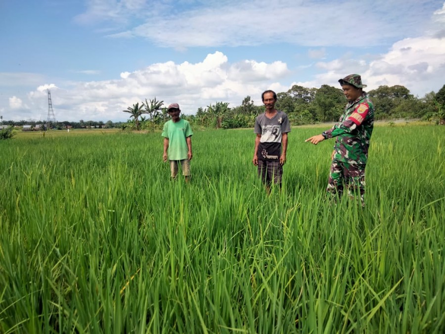 Dukung Program Ketahanan Pangan Babinsa Kodim 0406 Lubuk Linggau Turun Ke Persawahan