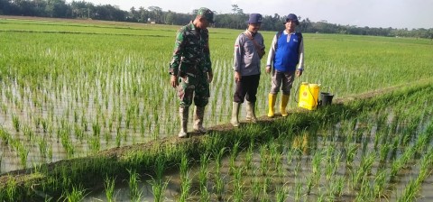 Babinsa Bersama PPL Turun Ke Sawah Cek Kondisi Tanaman Padi di wilayah desa binaan.