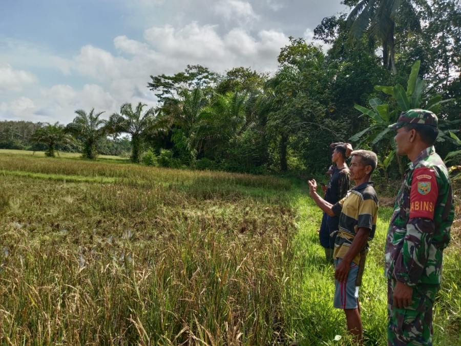 Babinsa Koramil 406-05/Muara Kelingi Himbau Petani Lakukan Penyemprotan Atasi Hama Wereng