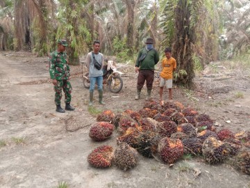 Wujud Kebersamaan Dengan Warga Desa Binaan Babinsa Bantu Petani Panen sawit