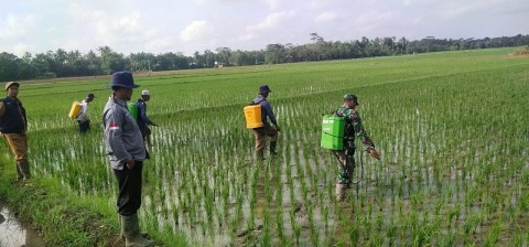 Babinsa bersama PPL Pertanian melaksanakan pendampingan kepada petani padi