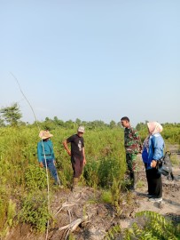 Diharapkan Lahan Kosong Yang Ada Dapat Dimanfaatkan Sebagai Lahan Pertanian Komoditi Padi