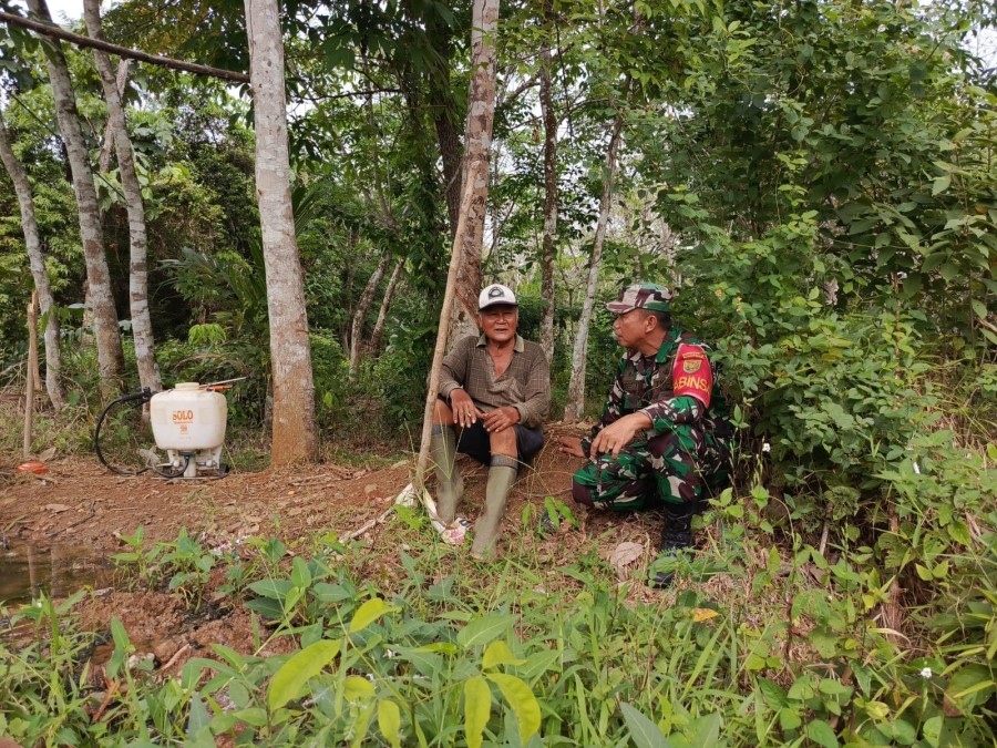 Untuk Meningkatkan Hasil Produksi Karet, Babinsa Koramil 406-10/LT Sumbang Saran Kepada Petani
