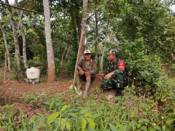 Untuk Meningkatkan Hasil Produksi Karet, Babinsa Koramil 406-10/LT Sumbang Saran Kepada Petani