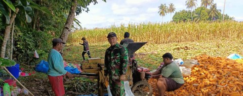 Serda Juli Hendri, Babinsa Koramil 406-03/Muara Rupit, Melaksanakan Panen Jagung Bersama Warga Desa Maur