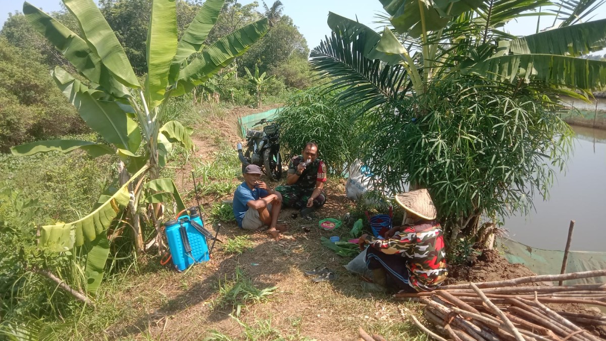 Babinsa Koramil 406-06/Tugumulyo Laksanakan Komsos dengan Warga di Areal Persawahan Mangunharjo