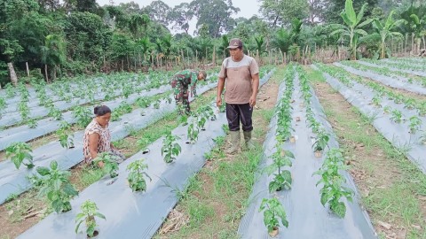 Babinsa Koramil 406-01/Rawas Ulu Serda Bayu Anggara Gelar Komsos Ketahanan Pangan di Desa Lesung Batu