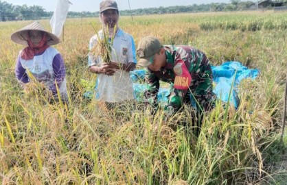 Wujud pengamalan dari Santi aji Serda Joni bantu masyarakat panen padi di desa Prabumulih 2.