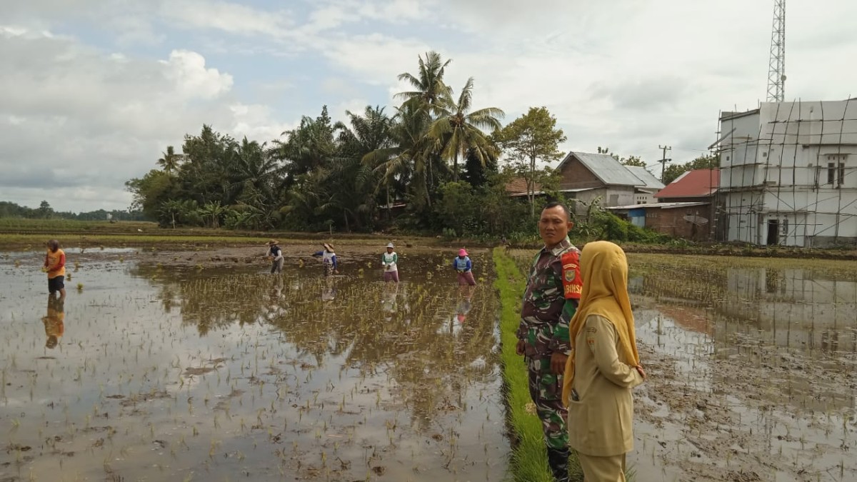 Babinsa Koramil 406-09/Terawas Monitoring Penanaman Padi di Desa Sukamaju