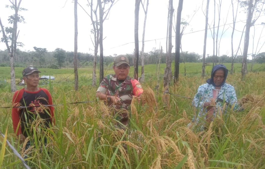 Babinsa Koptu Adim Laksanakan Pendampingan dan Bantu Panen Padi Gogo di Lahan Milik Bapak Irianto
