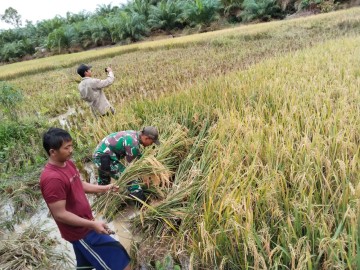 Pendampingan TNI Kepada Petani Merupakan Bentuk Dukungan Dalam Meningkatkan Ketahanan Pangan Nasional