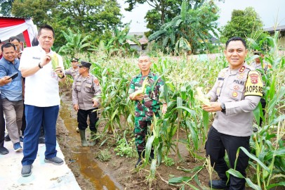 Kasdim 0406/Lubuk Linggau Hadiri Panen Raya Jagung Serentak Tahap I Gugus Tugas Polri