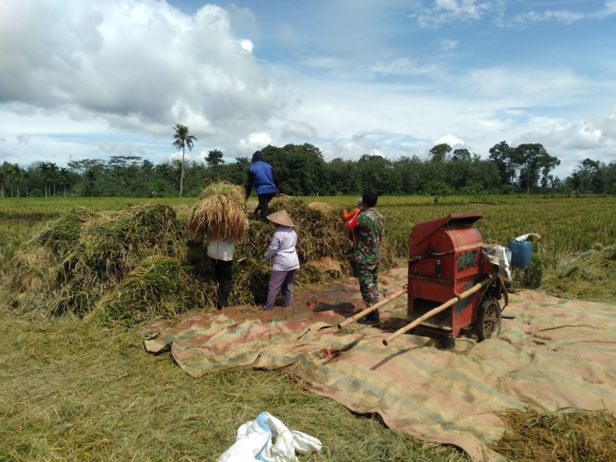 Pendampingan Babinsa Serka Mardianto kepada Petani dalam Kegiatan Panen Padi