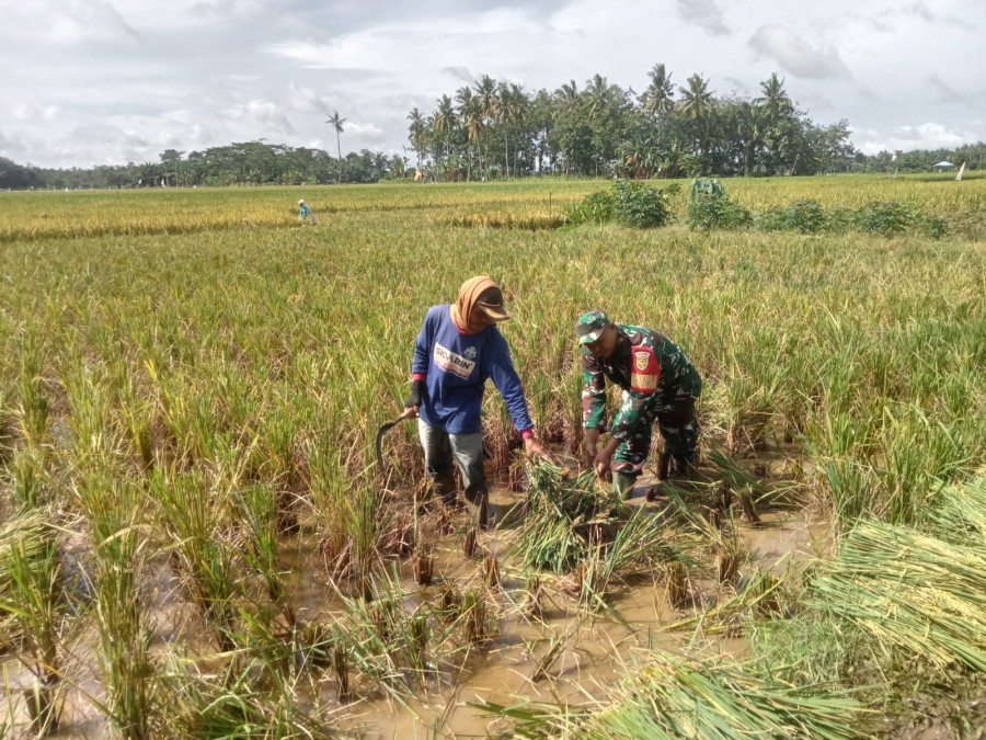 BABINSA KORAMIL 406-04/MUARA LAKITAN BANTU PETANI PANEN PADI DI KELURAHAN MEGANG SAKTI 1