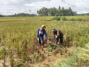 BABINSA KORAMIL 406-04/MUARA LAKITAN BANTU PETANI PANEN PADI DI KELURAHAN MEGANG SAKTI 1