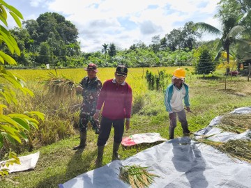 Anggota Koramil 406-03/Rupit Dampingi Petani dalam Pemanenan Padi