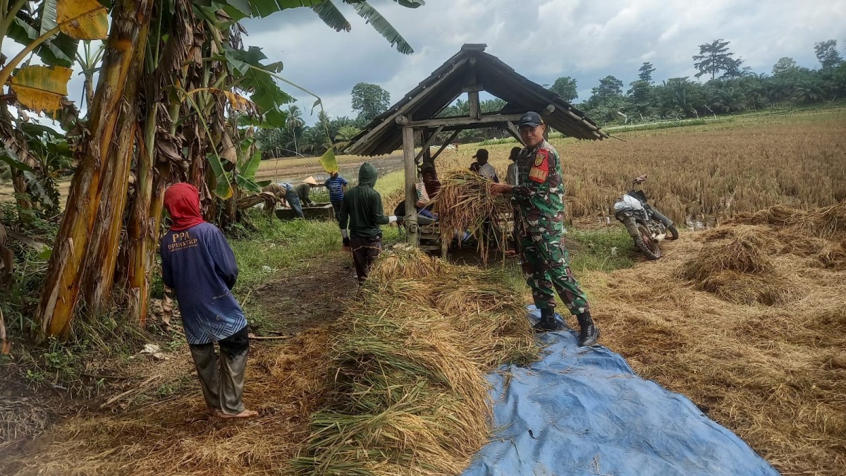 Babinsa Koramil 406-06/Tugumulyo Turun ke Sawah Bantu Petani Panen Padi