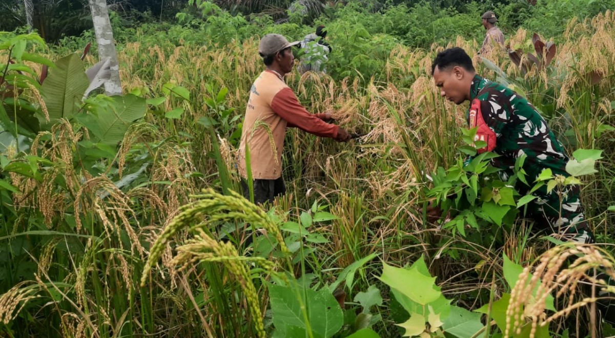 Babinsa Kodim 0406 Lubuk Linggau Terus Dampingi Petani Melaksanakan Panen Padi