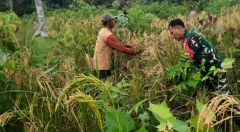 Babinsa Kodim 0406 Lubuk Linggau Terus Dampingi Petani Melaksanakan Panen Padi