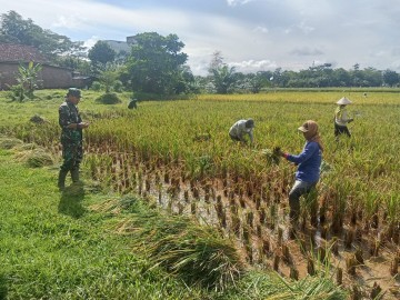 BABINSA KORAMIL 406-04/MUARA LAKITAN LAKUKAN KOMSOS DENGAN PETANI PADI