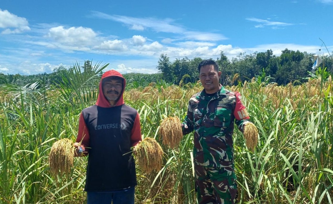 Babinsa Serda Wijon Senpri Laksanakan Pendampingan Panen Padi GOGO di Desa Mulyo Harjo
