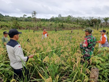BABINSA KORAMIL 406-05/MUARA KELINGI BERSAMA PETUGAS LAPANGAN BPS LAKSANAKAN PENGUBINAN PADI GOGO