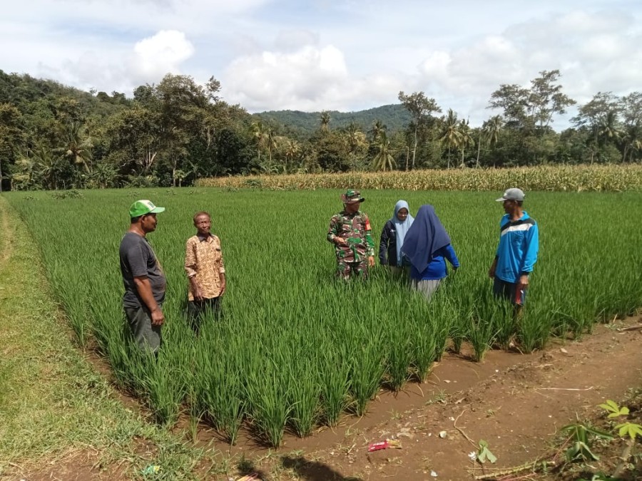 BABINSA 406-06/TUGUMULYO JALIN KOMSOS DENGAN PETANI PADI SAWAH