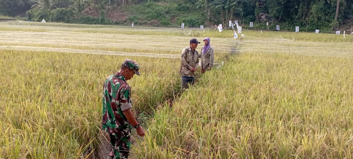 Babinsa Serka Yunistan Jalin Silaturahmi dengan Petani Padi di Kecamatan Megang Sakti