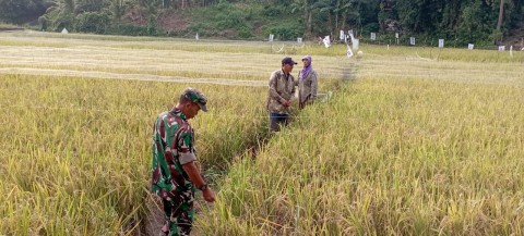 Babinsa Serka Yunistan Jalin Silaturahmi dengan Petani Padi di Kecamatan Megang Sakti