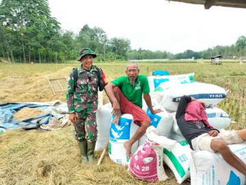 Babinsa Koramil 406-08/Lubuk Linggau Sosialisasikan Penyerapan Gabah Petani oleh Bulog
