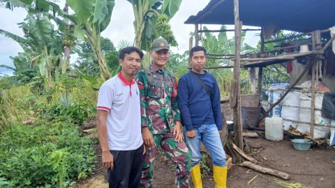 Babinsa Apresiasi Warga yang Manfaatkan Tanaman Padi sebagai Tanaman Tumpang Sari di Lahan Sawit