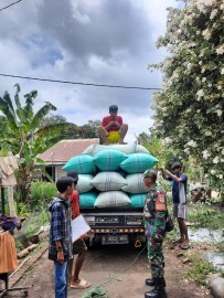 BABINSA KORAMIL 406-06/TUGUMULYO MONITORING PENYERAPAN GABAH KERING DI DESA E WONOKERTO