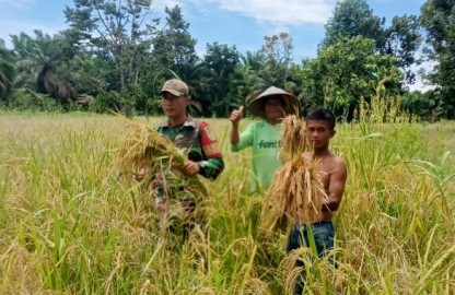 Babinsa Koramil 406-05/Muara Kelingi Dampingi Petani Melaksanakan Panen Padi