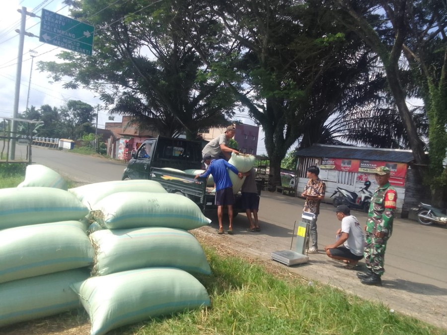 Sertu Rohmadi Mendampingi Penyerapan Gabah Hasil Panen Petani