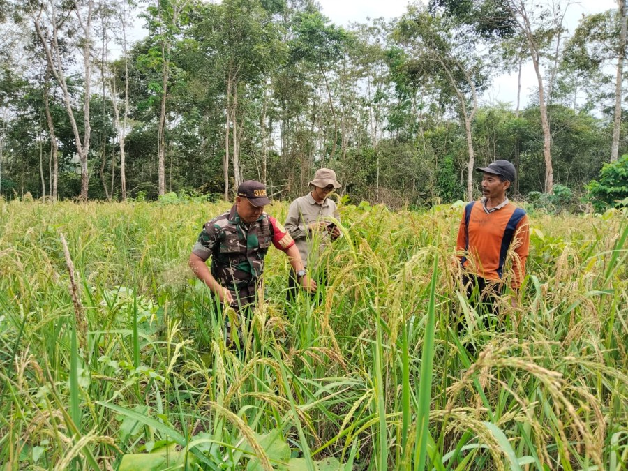 BABINSA KORAMIL 406-05/MUARA KELINGI BERSAMA PPL LAKSANAKAN PENGAMBILAN UBINAN TANAMAN PADI GOGO