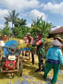 Babinsa Koramil 406-06/Tugumulyo Bantu Warga Panen Padi di Desa Satan Indah