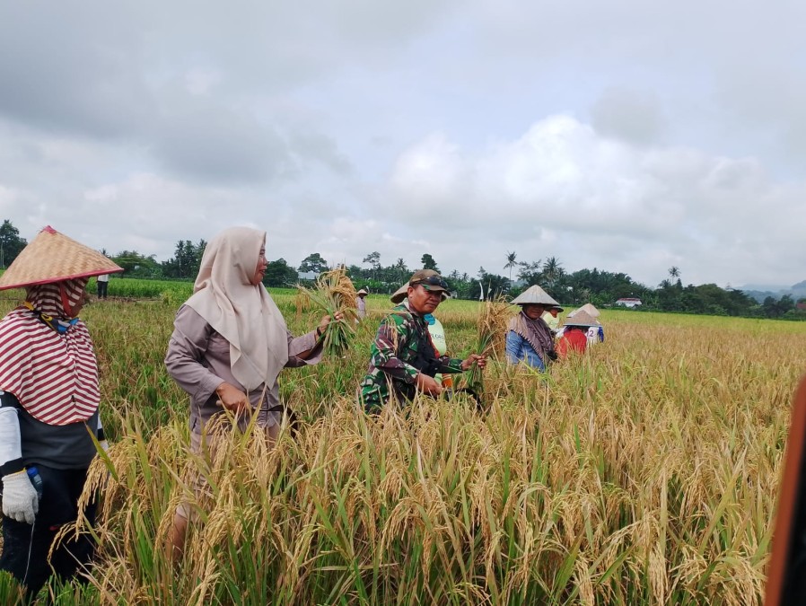 Babinsa Koramil 406-06/Tugumulyo Bantu Warga Panen Padi di Desa Kertosari