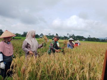 Babinsa Koramil 406-06/Tugumulyo Bantu Warga Panen Padi di Desa Kertosari
