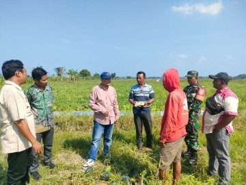 Babinsa Koramil 406-06/Tugumulyo Laksanakan Komsos dan Pengecekan Tanaman Diserang Hama Tikus di Desa Wonokerto