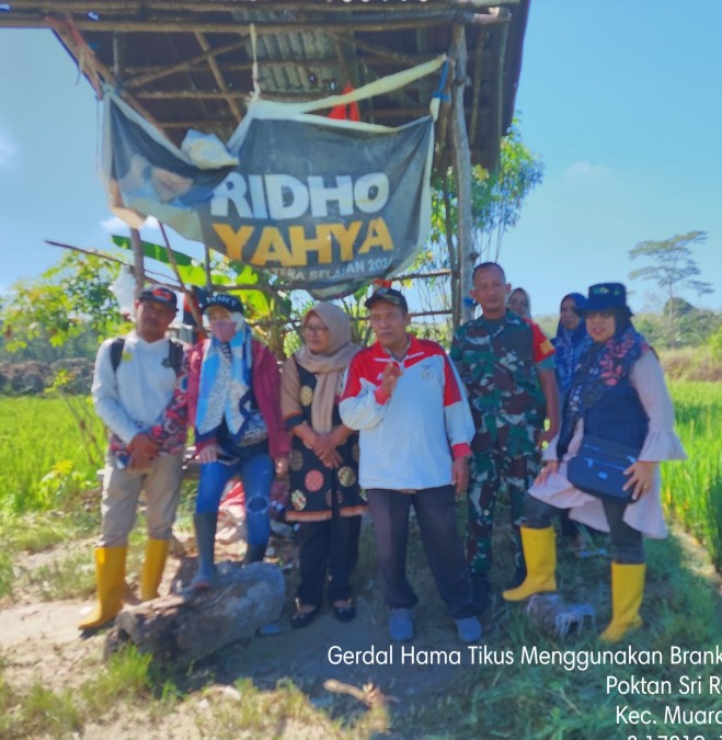 BABINSA KORAMIL 406-06/TUGUMULYO BERSAMA PPL BERIKAN OBAT BRANGKUS UNTUK KENDALIKAN HAMA TIKUS DI DESA MANA RESMI