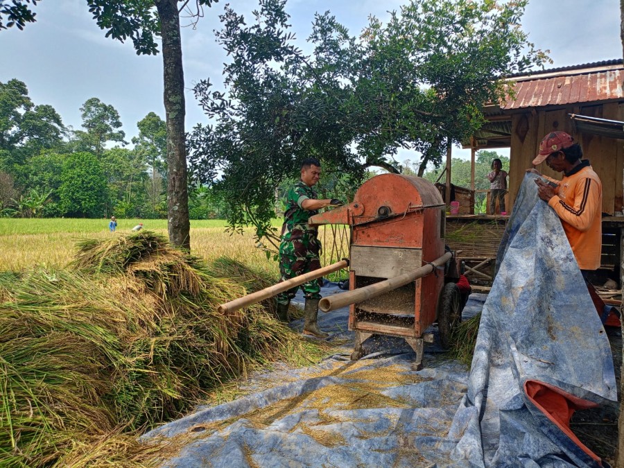 Babinsa Koramil 406-03/Rupit Dampingi Petani Panen Padi di Desa Bukit Ulu